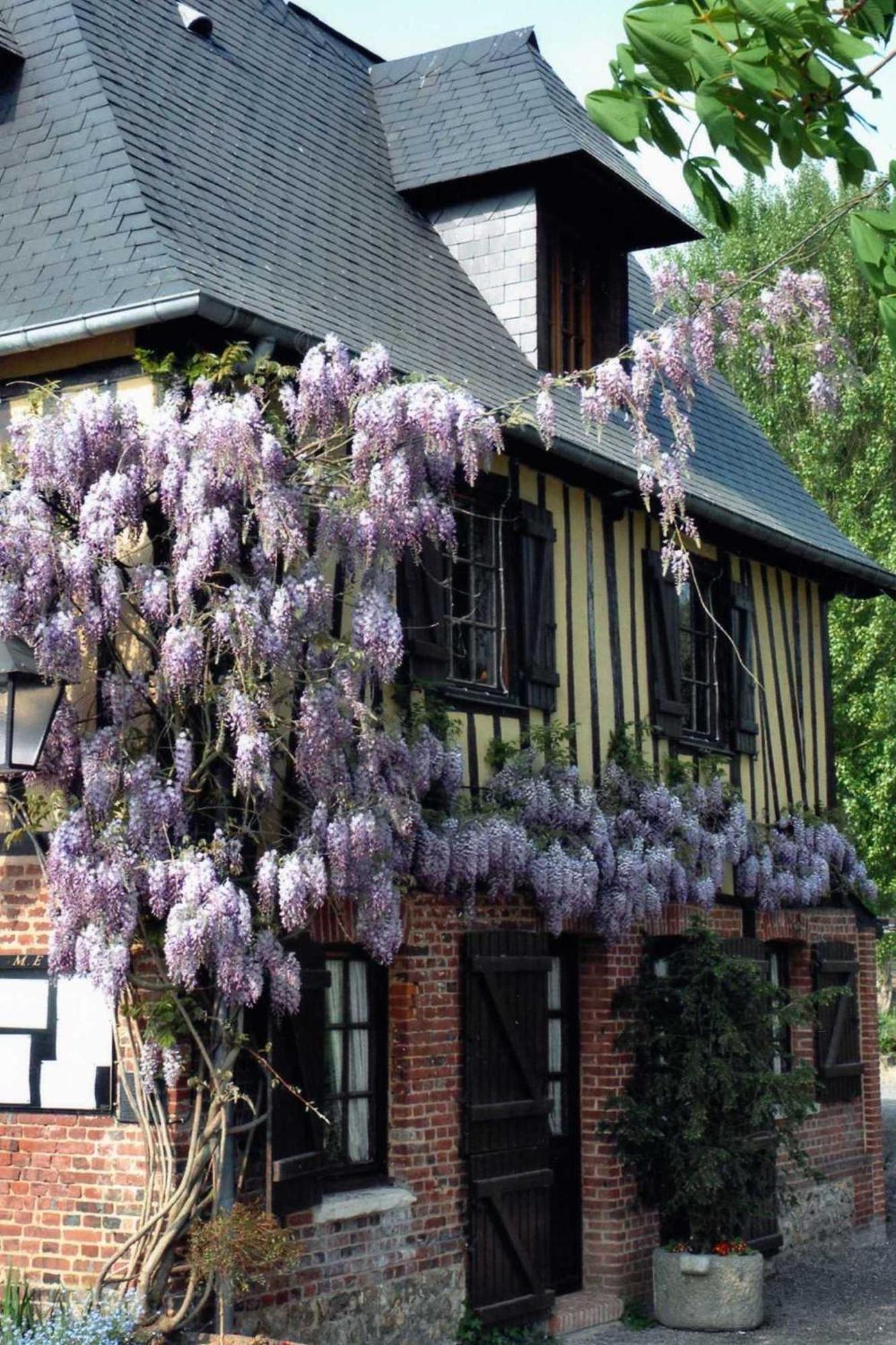 Auberge Du Val Au Cesne Saint-Clair-sur-les-Monts Exteriör bild